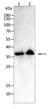 BANP Antibody