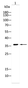 BANP Antibody