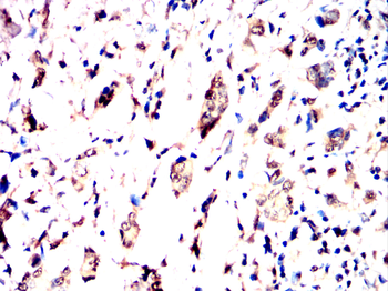 MCM3 Antibody