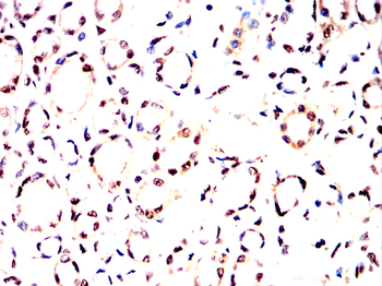 MCM3 Antibody
