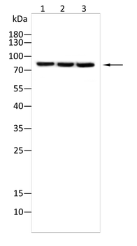MCM3 Antibody