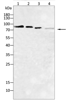 MCM3 Antibody