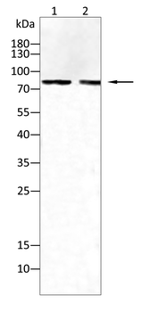 GARS1 Antibody