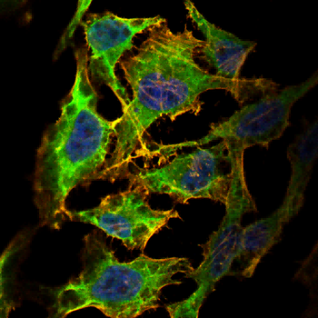 CLIC4 Antibody