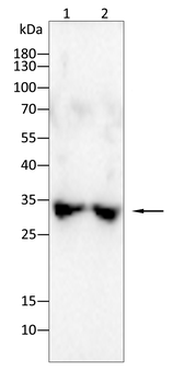 CLIC4 Antibody