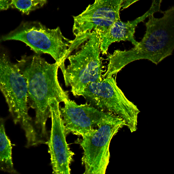 BBS4 Antibody