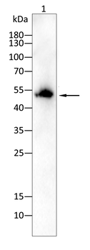 BBS4 Antibody