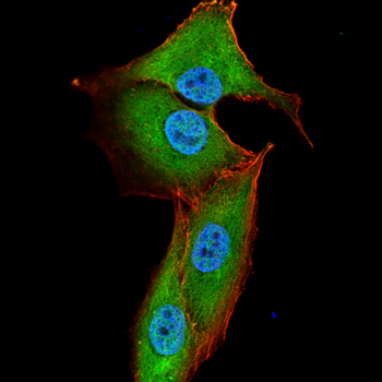 ACHE Antibody