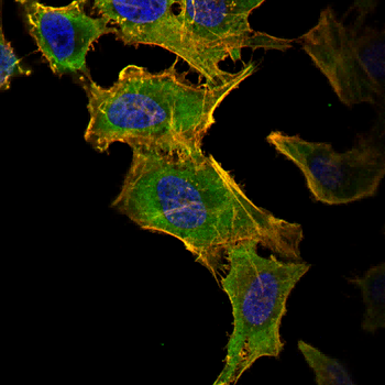 ULK3 Antibody