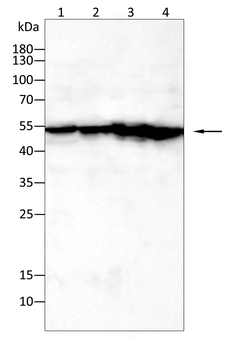 ULK3 Antibody