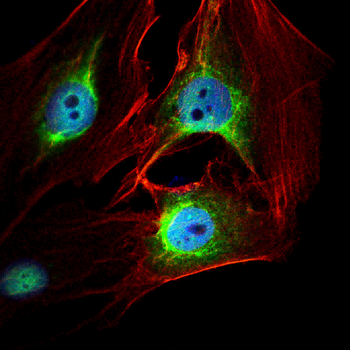 CNN1 Antibody