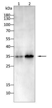 CNN1 Antibody