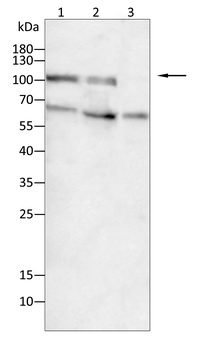 KL Antibody