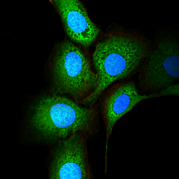 SCARB1 Antibody