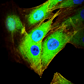 STAT5A Antibody