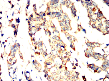 STAT5A Antibody
