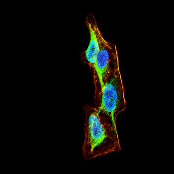 BRAF Antibody