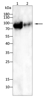 BRAF Antibody