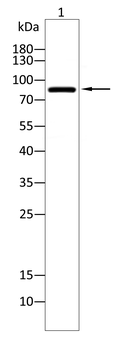 BRAF Antibody