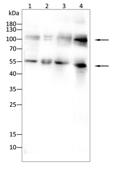 NFKB1 Antibody
