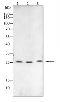 HSPB8 Antibody