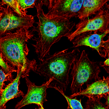 MYL2 Antibody