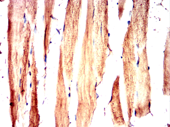 MYL2 Antibody