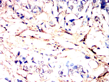 MYL2 Antibody