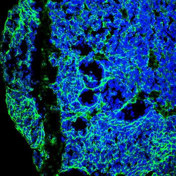 MYL2 Antibody
