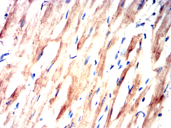 MYL2 Antibody
