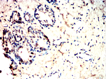 PRKDC Antibody