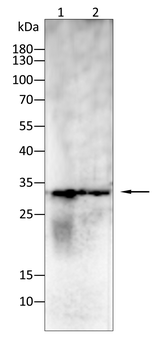 PRNP Antibody