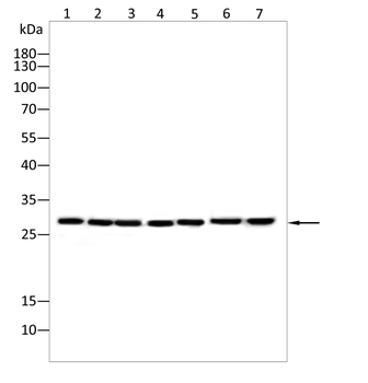 PRNP Antibody