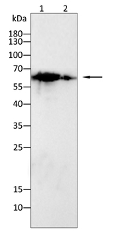 ME2 Antibody