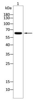 ME2 Antibody