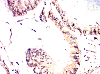 ELAVL1 Antibody