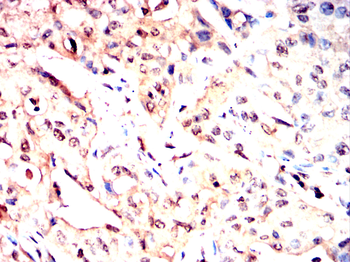 ELAVL1 Antibody