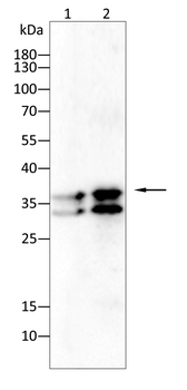 ELAVL1 Antibody