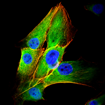 MKRN2 Antibody