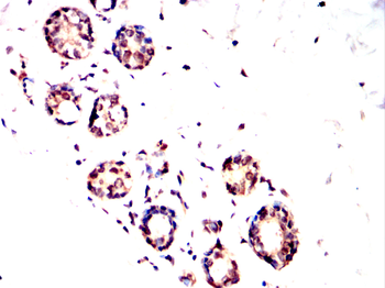 MKRN2 Antibody