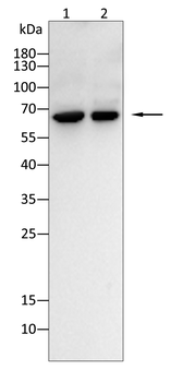 MKRN2 Antibody