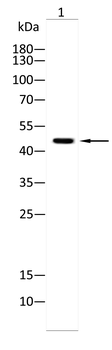 MKRN2 Antibody