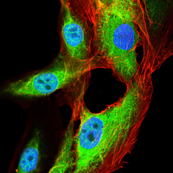 TERF2IP Antibody