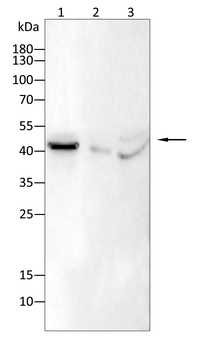 TERF2IP Antibody