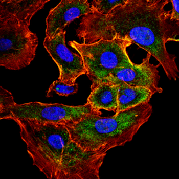AATK Antibody