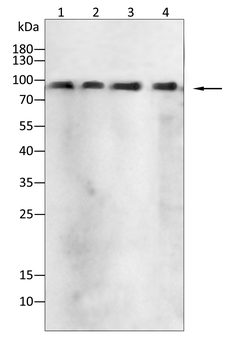 AATK Antibody