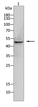 PLIN3 Antibody