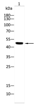 PLIN3 Antibody
