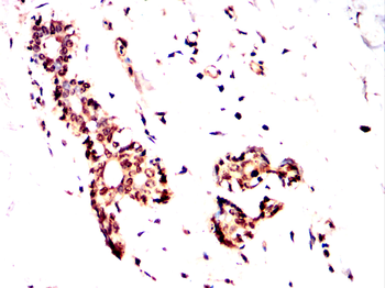SUFU Antibody