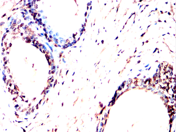 SUFU Antibody